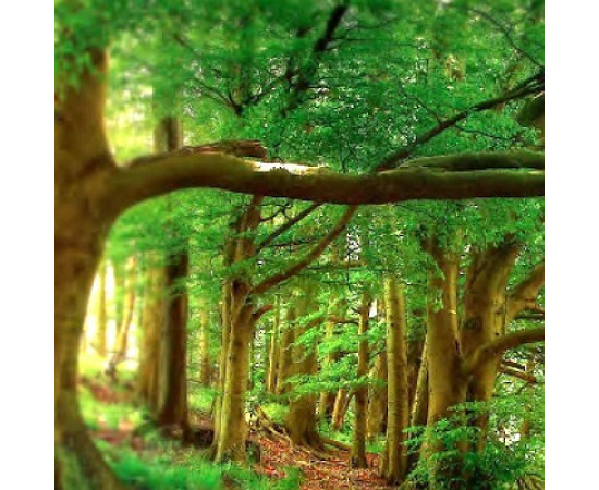 Купить Аромат Keiko Mecheri Precious Forest Парфюмерная вода