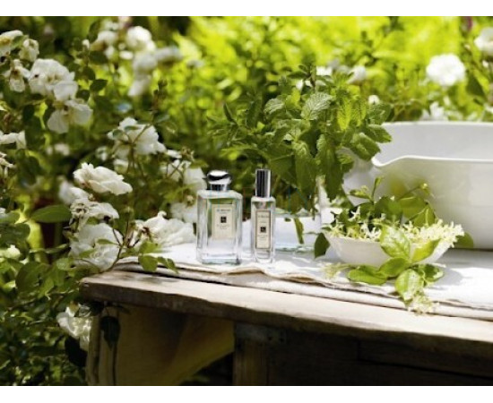 Купить Аромат Jo Malone Honeysuckle & Jasmine Одеколон