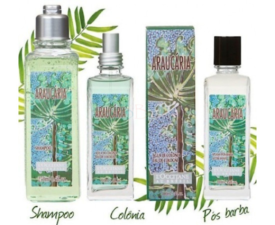 Купить Аромат L`Occitane en Provence Araucaria Одеколон