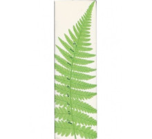 Аромат Avon Forest Lily Туалетная вода