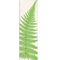 Аромат Avon Forest Lily Туалетная вода