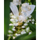 Купить Аромат Dior Les Recoltes Majeures Le Muguet Духи / Экстракт