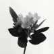Купить Аромат Dior Cologne Blanche 2022 Парфюмерная вода