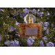 Купить недорого Аромат Loewe Aura Floral Парфюмерная вода