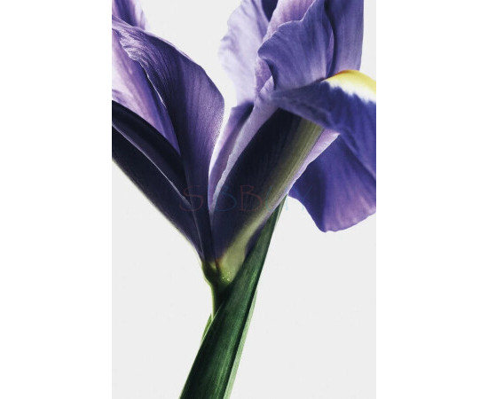 Купить Аромат Loewe Iris Root Парфюмерная вода