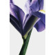 Купить Аромат Loewe Iris Root Парфюмерная вода