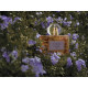 Купить Аромат Loewe Aura Eau de Toilette Туалетная вода