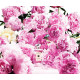 Купить недорого Аромат Jo Malone Peony & Blush Suede Одеколон