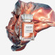 Купить недорого Аромат Mugler Naughty Fruity Парфюмерная вода