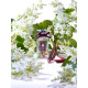 Купить недорого Аромат Jo Malone White Lilac & Rhubarb Одеколон