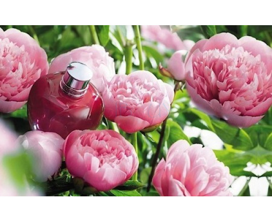 Купить Аромат L`Occitane en Provence Pivoine Flora 2015 Туалетная вода