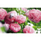 Купить Аромат L`Occitane en Provence Pivoine Flora 2015 Туалетная вода