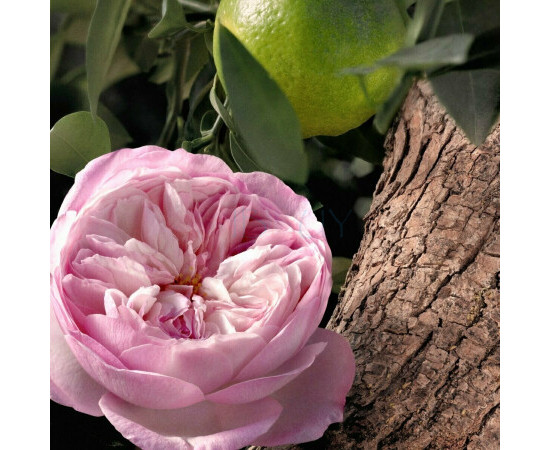 Купить недорого Аромат Chloé Chloé Rose Naturelle Intense Парфюмерная вода