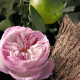 Купить недорого Аромат Chloé Chloé Rose Naturelle Intense Парфюмерная вода