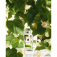 Купить недорого Аромат Jo Malone French Lime Blossom Одеколон
