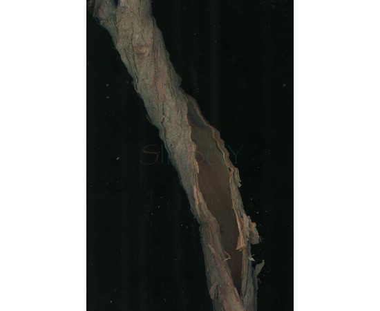 Купить Аромат Zara Unusual Wood Парфюмерная вода