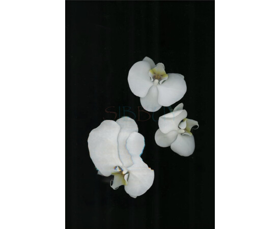 Купить Аромат Zara Unusual Flower Парфюмерная вода