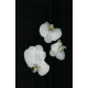 Купить Аромат Zara Unusual Flower Парфюмерная вода
