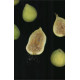 Купить Аромат Zara Unusual Fruit Парфюмерная вода